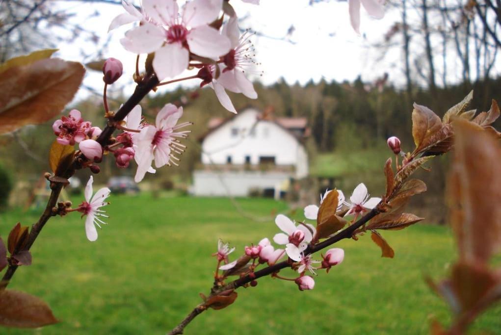 Wald-Apartment Limabach - Oberfrohna Buitenkant foto