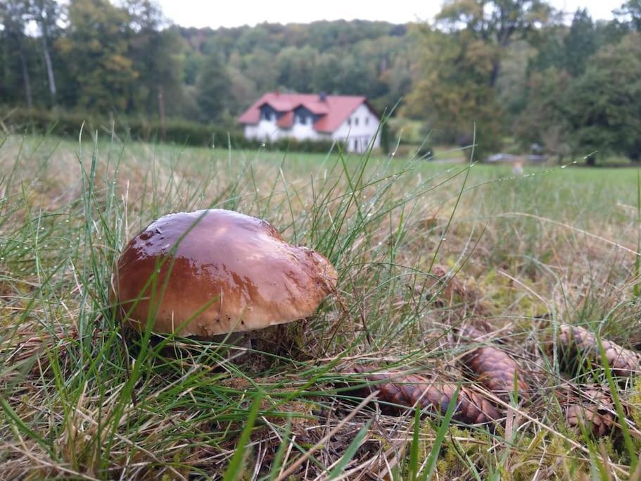 Wald-Apartment Limabach - Oberfrohna Buitenkant foto